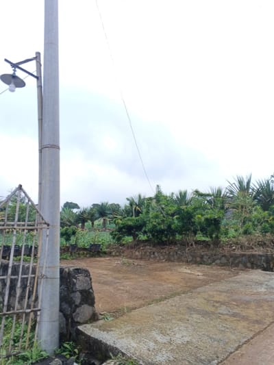 An outdoor scene in Na Sangkham, Laos, depicts a semi-cultivated landscape under an overcast sky. In the left foreground, a light gray utility pole, possibly concrete, supports a single street light fixture with an exposed incandescent bulb, attached via a horizontal crossbar. A thinner, lighter-colored pole is secured to the main pole with wire. To the immediate left of the utility pole is a rustic, light-colored wooden or bamboo gate, partially visible. Below the gate and the utility pole, a short, dark gray stone wall extends horizontally. A concrete surface, possibly a pathway or step, occupies the lower right foreground. Beyond the concrete, a dirt path or unpaved area extends into the midground, bordered by a low, dark stone retaining wall. Behind this wall, a dense arrangement of green foliage and small trees is present, with some plants appearing to be cultivated in black containers. Further into the midground and background, numerous palm-like trees with prominent fronds are visible, forming a dense vegetative line. The horizon is obscured by distant foliage, and the sky is uniformly gray with white highlights, indicating heavy cloud cover. No individuals, animals, or active interactions are present in the image.