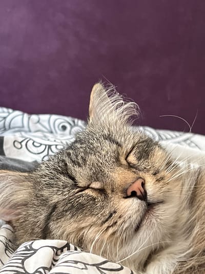 A close-up, eye-level shot shows a tabby cat sleeping peacefully on a bed. The cat's eyes are closed, and its head is resting on a pillow with a black and white abstract pattern. The cat's fur is a mix of brown, grey, and black stripes, with white whiskers extending from its muzzle. A vibrant purple wall serves as the backdrop. The scene is likely indoors, within a residential setting in Yakshur-Bod'ya, Russia, as indicated by the prompt. There are no people present, and the cat is the sole subject of the image. The overall impression is one of quiet repose and domestic comfort.
