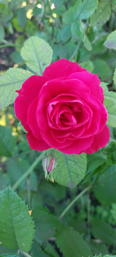 A close-up shot focuses on a vibrant pink rose in full bloom, its petals tightly furled towards the center, revealing delicate swirls. Below the rose, a small, unopened bud, encased in green sepals, is visible. The rose and bud are surrounded by lush green foliage and stems, with hints of sunlight filtering through the leaves in the background, creating a soft bokeh effect. The scene is likely situated in a garden or park in Shepetivka, Ukraine, given the natural setting. There are no people or discernible human activity in the image.