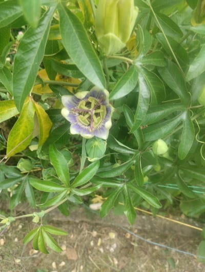 A passionflower in bloom is centered in a frame filled with green foliage and some yellowing leaves. The flower exhibits delicate purple and white petals radiating from a central structure with thin, green filaments. Several unopened flower buds, round and pale green, are visible throughout the plant, along with various sized leaves, some lobed and others lanceolate. The background is blurred, showing a patchy ground covered with dry leaves and dirt, with hints of thin, colored wires, likely part of a garden trellis. The scene is consistent with a close-up view of a passionflower plant in a garden setting.