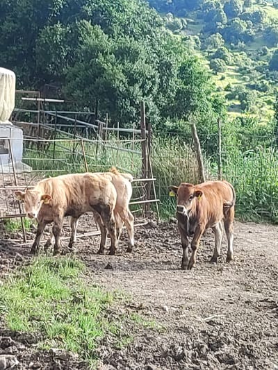 A herd of light brown calves stands in a muddy pen with a metal fence in the foreground. Behind the pen, a lush green hillside rises, dotted with trees. The calves appear to be young, with tags in their ears. The scene is bathed in bright sunlight, casting shadows on the ground. The overall impression is one of a rural setting, likely a farm or ranch.