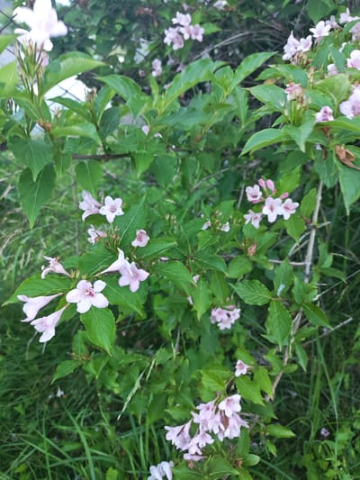 The image shows a close-up view of a flowering bush with light pink trumpet-shaped flowers and green leaves. The bush appears to be growing outdoors, with tall green grass visible in the background. A chain-link fence is also partially visible behind the foliage. The lighting suggests it is daytime, possibly overcast. The image does not contain any people or specific city landmarks, making it impossible to determine its location within Васильково, Russia.