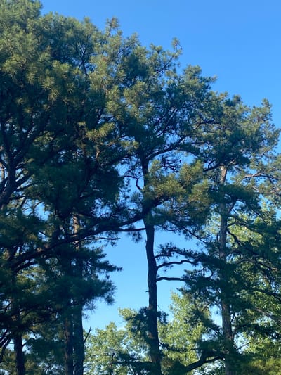 This media file captures a low-angle view looking up through the dense canopy of pine trees against a clear, bright blue sky. The scene is dominated by the dark green needles and thick, gnarled branches of the pine trees, which create a complex, almost abstract pattern against the expanse of the sky. Sunlight filters through the foliage, highlighting some areas with a brighter green and casting others into shadow. The overall impression is one of looking up from beneath a towering forest. The bright blue sky suggests a clear day, likely during daylight hours. There are no visible people, objects, text, or specific event taking place. The provided location context indicates the scene is in the Town of Peru, United States of America.