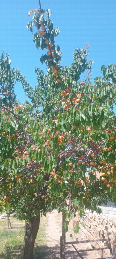 This image, taken in Gul'cha, Kyrgyzstan, depicts an apricot tree heavily laden with ripe fruit. The tree is in full foliage, with numerous green leaves and a profusion of small, round, orange-yellow apricots. The fruit appears to be clustered on branches, some hanging low, suggesting a bountiful harvest. The background reveals a clear, bright blue sky. To the right of the tree, a low wall constructed of rough, irregular stones is visible. A wooden ladder leans against this wall. A dirt path runs alongside the tree, and a wooden fence is partially visible in the lower left of the frame, set against a grassy area. The overall scene is outdoors, likely in a rural or garden setting, under a sunny sky.