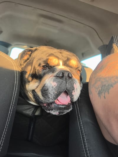 The image shows a close-up, low-angle shot of an English Bulldog's face as it sits in the passenger seat of a vehicle. The dog's head is tilted slightly, and its mouth is open with its tongue visible. The dog's fur is a mix of brown, black, and white. Sunlight is casting a warm glow on the dog's face and the person's arm to the right of the dog. The person's arm has a tattoo. The interior of the car is visible, including the headliner and seats. The image does not provide any specific details about the location within the city of Poshatovo, Russia.