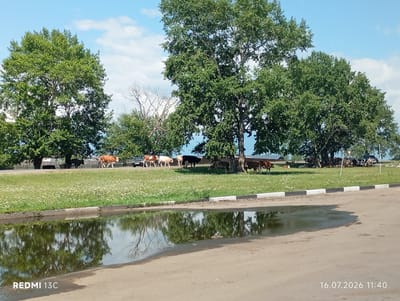 The image depicts a rural scene with a herd of cattle grazing in a grassy field bordering a paved area, likely a road. Several cows, varying in color from brown to white, are visible in the mid-ground, some standing and others grazing. They are positioned near a large, mature tree that provides shade. In the background, trees line the horizon, and the sky is a clear blue with scattered white clouds. A small body of water, possibly a puddle or a ditch, is in the foreground, reflecting the surrounding trees and sky. The overall setting suggests a peaceful, natural environment. The watermark in the lower left corner indicates the image was captured by a REDMI 13C, and the timestamp in the lower right corner reads "16.07.2026 11:40". While the prompt mentions Nikol'sk, Russia, this specific location is not visually identifiable from the image content alone.