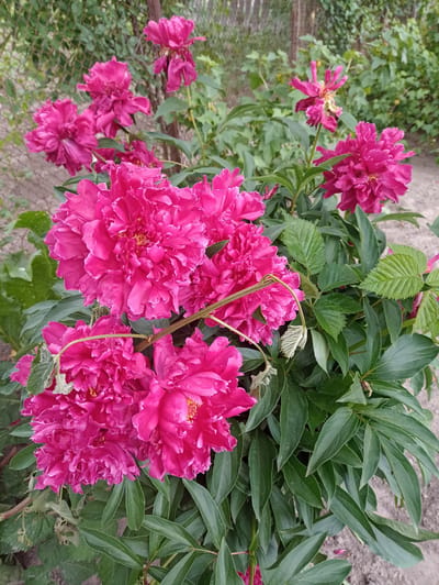 This image shows a close-up view of several vibrant pink peonies in full bloom. The flowers are large and double-petaled, with ruffled edges and yellow stamens visible in the center of some. They are surrounded by lush green leaves, some of which are serrated. The background is slightly blurred, showing a garden setting with a wooden fence, some foliage, and dry ground. There are no people or animals in the image. The image appears to be taken outdoors during the daytime. The location is a garden in Shostka, Ukraine.