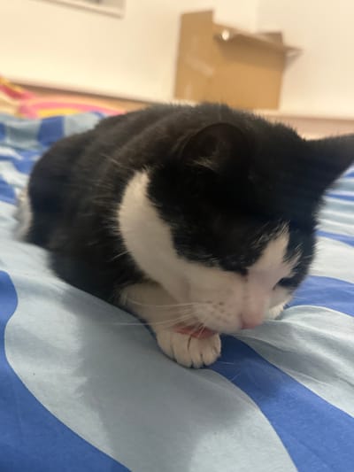 A black and white cat is captured mid-groom, its pink tongue visible as it licks its paw. The cat is perched on a blue and white striped fabric surface, possibly a bed or blanket. Its black fur is contrasted by white markings around its face and chest. A blurred background suggests an indoor setting with hints of furniture and a cardboard box. The focus is sharp on the cat, highlighting its grooming ritual.