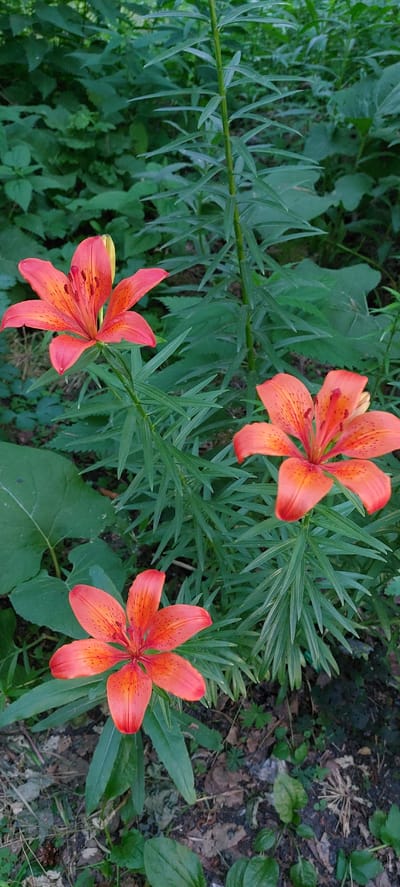 The image displays a close-up, overhead view of three vibrant orange lilies with dark speckles blooming amidst lush green foliage. The lilies are the primary subjects, their petals unfurled and reaching outwards. The central lily is the most prominent, positioned slightly above the other two. To its left and below is another lily, and to its right and below is the third. The leaves of the lilies are long and slender, creating a dense, verdant backdrop. Interspersed with the lily foliage are broader green leaves and darker green, less distinct plants. The ground beneath the plants is visible in the upper right and lower right portions of the image, appearing to be soil covered with fallen leaves, twigs, and some dry grass.
The setting appears to be an outdoor natural environment, likely a garden or a wild patch of ground, given the combination of cultivated-looking lilies and natural undergrowth. The lighting suggests it is daytime, with soft light illuminating the flowers, though there are no strong shadows indicating harsh sunlight. The overall mood is one of natural beauty and tranquility. No people, text, or specific events are depicted. The context provided places this scene in Berdsk, Russia.