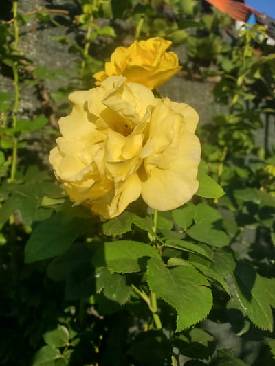 In Chornomors'ke, Ukraine, a close-up, eye-level shot captures two yellow roses in full bloom against a backdrop of lush green leaves and a blurred background. The rose in the foreground, larger and more detailed, displays numerous petals, some slightly curled at the edges, with visible stamen and pistil. The second rose, positioned behind and slightly to the left, is also yellow but less distinct. The surrounding foliage is a vibrant green, with sunlight casting shadows that highlight the texture of the leaves. In the upper right corner, a sliver of a rooftop with orange tiles and a bright blue sky is visible, suggesting an outdoor setting, possibly a garden. The overall lighting is natural and bright, indicating the image was taken during daylight hours, with the sun illuminating the scene from the right. There are no people or animals present in the image.
