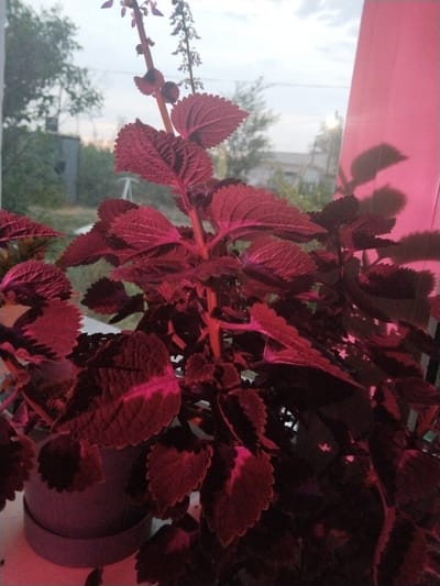 The image shows a close-up view of a coleus plant with deep red and burgundy leaves, potted in a dark purple pot. The plant is positioned near a window, with a hint of a blurry outdoor scene visible in the background, including trees and structures. A bright pink curtain or material is present on the right side of the frame, casting a pink hue on the plant and creating shadows. The lighting suggests it might be late afternoon or evening, with the sky appearing overcast. There are no people or animals visible in the image. The location is described as Ақадыр, Kazakhstan.