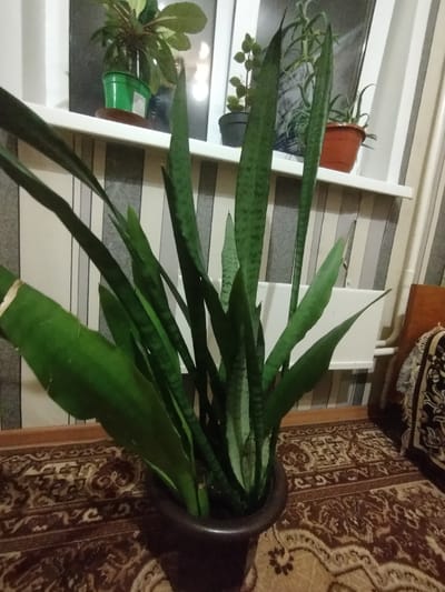 A snake plant is pictured in a dark pot on a rug with a patterned design. The plant has tall, sword-like green leaves. In the background, there is a window with blinds and several other potted plants on a windowsill. To the right of the snake plant, a portion of an armchair with a patterned throw is visible. The scene appears to be indoors, possibly in a residential setting. There are no people or animals present.