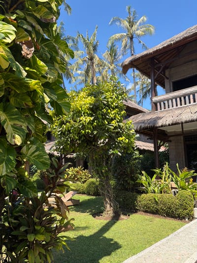 The image depicts a lush, tropical garden area with a traditional Balinese-style building. In the foreground, large, variegated green and yellow leaves of a tropical plant dominate the left side of the frame, partially obscuring the view of the garden and building. A narrow, pebble-lined pathway runs diagonally from the lower right corner towards the center. The pathway is bordered by well-maintained green grass.

In the midground, a small, leafy tree with a gnarled trunk stands centrally, casting a shadow on the grass. Behind this tree, a resort-style building with a thatched roof and stone walls is visible. The building features balconies with wooden railings and open windows. Palm trees with fronds reaching towards a clear blue sky are scattered throughout the scene, adding to the tropical ambiance. Additional tropical plants and manicured hedges are interspersed throughout the garden. A lounge chair is partially visible on the lawn in the background. The scene suggests a peaceful resort setting in a tropical climate. The location is identified as Abang, Indonesia.