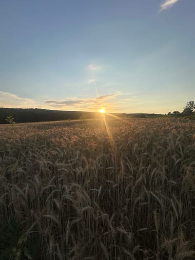 The image depicts a vast wheat field bathed in the warm glow of the setting sun. The sun's rays pierce through the golden stalks of wheat, creating a lens flare effect and casting long shadows. To the left, the sky transitions from a soft blue to a pale yellow near the horizon, with a few wispy clouds adding texture to the atmosphere. A gentle slope covered in trees forms a dark silhouette against the sky in the distance, with a hint of a darker green forest further away. The wheat field dominates the right side of the frame, its dense stalks appearing almost abstract in their golden-brown hues. The overall mood is serene and peaceful, evoking a sense of harvest and the beauty of nature. The time of day is clearly sunset, given the low angle of the sun and the warm, diffused light. No people or specific objects are discernible beyond the natural elements of the landscape. No text is visible in the image.