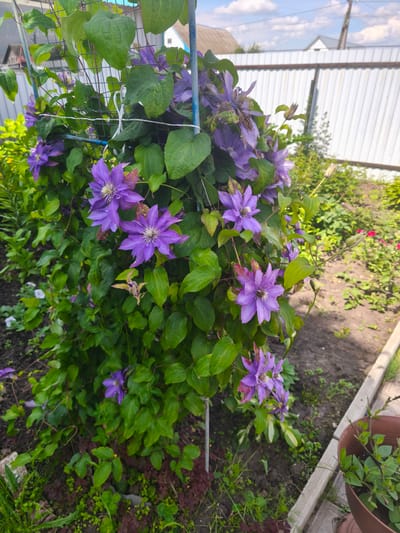 A vibrant clematis vine is the central subject of this outdoor photograph, its purple flowers and lush green leaves cascading over a metal trellis. The vine is situated in a garden setting, with rich brown soil visible around its base. In the background, a white corrugated metal fence runs horizontally, bordering a residential area with hints of houses and rooftops. The sky above is a clear blue with scattered white clouds, suggesting a pleasant day, likely during daylight hours.

The clematis flowers are in full bloom, their delicate petals a striking purple with bright white centers. Some flowers are fully open, showcasing their intricate details, while others are still in bud or partially wilted, indicating the natural cycle of the plant. The leaves are heart-shaped and a deep green, providing a rich backdrop for the blossoms.

To the right of the frame, a brown pot containing a small, leafy plant sits near a raised garden bed, suggesting ongoing gardening activities. The overall impression is one of a well-maintained garden in a rural or suburban environment, possibly in Burayevo, Russia, given the provided location context. The image evokes a sense of natural beauty and tranquility, characteristic of a summer day spent outdoors. There is no visible text in the image.