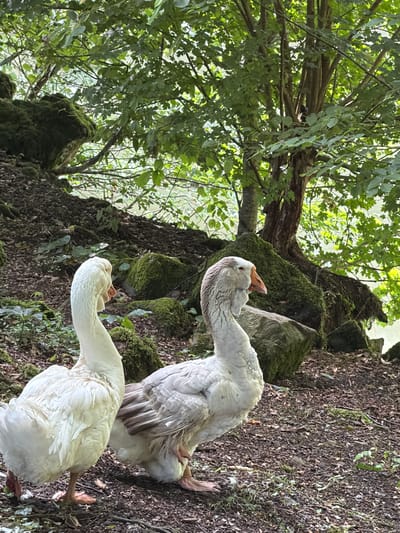 Two geese are standing on a dirt path in a wooded area. The goose on the left is white and facing left, while the goose on the right is gray and white and facing right. Both geese are facing away from the viewer. The background is filled with lush green trees and moss-covered rocks. Sunlight filters through the leaves, creating dappled light on the ground. The location is in the city of Semenovka, Russia.