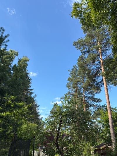 The image depicts a clear blue sky with a few wispy clouds, framed by the tops of tall trees. The foliage suggests a wooded area, likely a backyard or a park. In the lower portion of the image, glimpses of residential structures are visible through the trees, indicating a suburban or rural setting. Specifically, there is a reddish-brown roof of a house with white-trimmed windows, and a smaller wooden structure with a darker roof, possibly a shed. A trampoline with a black safety net is also present on the left side. The overall scene is a natural environment juxtaposed with human habitation, typical of a dacha or a house in the outskirts of a city like Orekhovo, Russia.