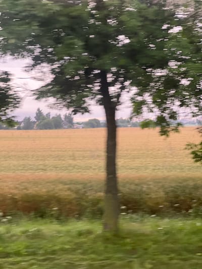 The image shows a blurry view of a rural landscape, likely captured from a moving vehicle. In the foreground, a blurred tree trunk is visible on the left side, with its branches and leaves creating a dappled effect against the sky. Beyond the tree, a vast field of light brown vegetation, possibly wheat or dry grass, stretches towards the horizon. In the distance, a line of trees and some buildings are faintly discernible, suggesting a small settlement or farmsteads. The sky appears overcast with light purple and white hues. The overall impression is one of movement and a serene, agricultural setting.