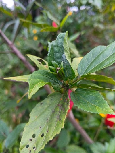 The image displays a close-up view of a green plant, observed in Moe Gyoe, Myanmar. The central focus is on a cluster of green leaves and a nascent flower bud. Several leaves show signs of damage, characterized by irregular holes and dark blemishes. A number of small, dark insects, consistent with aphids, are visible congregating on a stem near the developing bud and on the undersides of some leaves. A delicate, white, web-like material is present on the surface of one leaf. The background is softly out of focus, revealing additional green foliage along with indistinct reddish and yellowish botanical elements. No human subjects or discernible actions beyond the insects' presence on the plant are depicted.