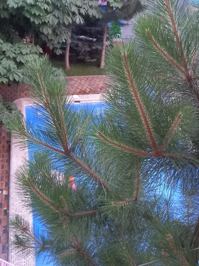 In Charvak, Uzbekistan, a close-up view captures pine branches obscuring a bright blue swimming pool. The pool's edge features a white mosaic tile border. Further back, a tiled walkway leads to a brick wall. Beyond this, a grassy area is visible, with trees and shrubs dotting the background. A sliver of a building and a colorful object, possibly a child's toy, can be seen near the pool.