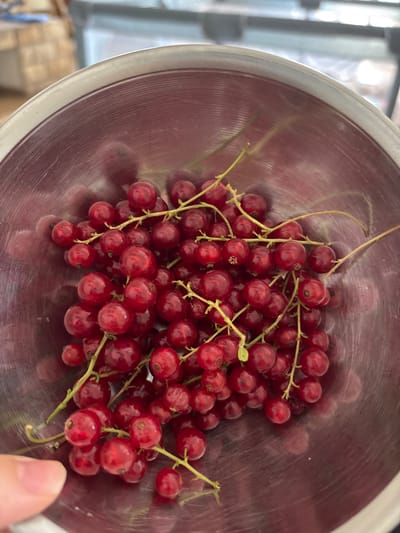 This media file shows a close-up overhead view of a metal bowl filled with fresh red currants. The currants are on their stems and are a vibrant red color. Some of the stems are light green, while others are dried and brown. The metal bowl has a slightly reddish hue and a textured, ridged interior. The background is blurred, but appears to show a domestic or outdoor setting with some light filtering in, suggesting it might be daytime. There are no people or text visible in the image. The scene appears to be focused solely on the fruit.