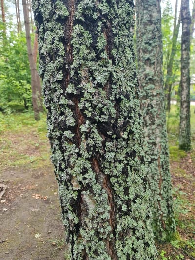 A close-up, slightly low-angle, full-frame photograph shows the bark of a tree covered in light green lichen. The bark is dark and rough, with deep vertical fissures. The lichen appears as small, intricate, fractal-like growths clinging to the bark. In the background, out of focus, are other trees with similar lichen growth, as well as green foliage and a dirt path. The overall impression is one of a natural woodland environment. The image does not contain any people or visible structures.
