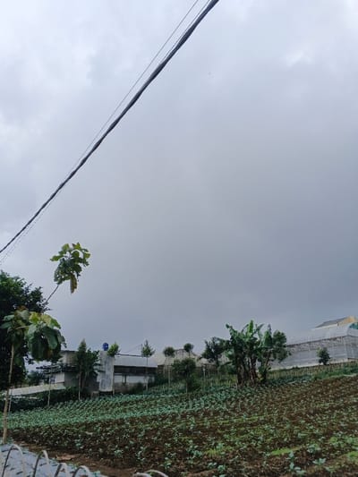 The image displays an agricultural landscape under a uniformly overcast, light grey sky, located in São Félix do Xingu, Brazil. A dark electrical or communication cable, appearing to consist of multiple twisted strands, traverses the upper portion of the frame diagonally from the top-left towards the middle-right. The foreground and midground are dominated by a cultivated field of dark brown soil, densely populated with rows of young, green leafy plants, sloping gradually upwards towards the background. In the bottom-left corner, a partial view of a low-lying structure covered with a white material is evident. Various trees and shrubs are interspersed throughout the scene, notably a cluster of banana trees with broad leaves in the right-center midground. In the background, situated on an elevated terrain behind the field, are several structures. To the left, a multi-story building with light-colored walls and a dark roof is visible, with a blue cylindrical water tank positioned on a lower section of the building or an adjacent structure. To the right, a series of large, arched structures covered with translucent white sheeting, characteristic of greenhouses or agricultural tunnels, extend horizontally across the scene. No individuals or discernible activities are present. The overall lighting is diffused and even, indicative of an overcast day.