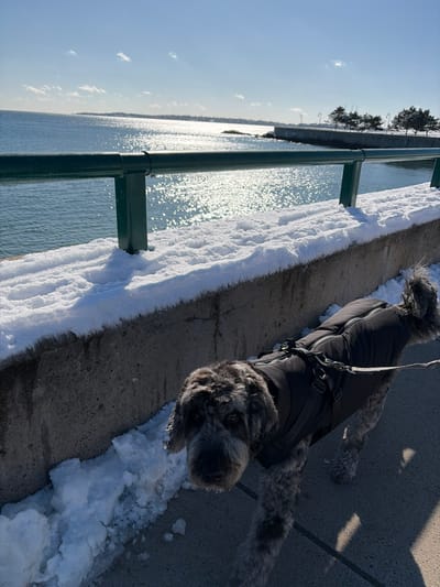 A dog, wearing a black winter coat, stands on a sidewalk beside a snow-covered ledge. The sidewalk runs along a body of water, separated by a green railing. Sunshine glints off the water's surface. Snow lines the edge of the sidewalk near the dog. Trees are visible in the distant background.