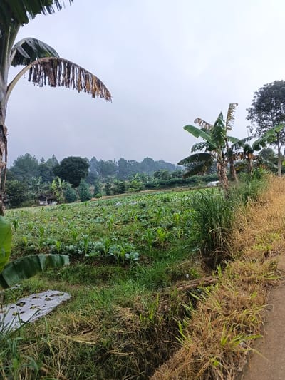 This image captures a tranquil rural agricultural scene in Nipa, Papua New Guinea, under an overcast sky. The foreground is dominated by lush vegetation, with the broad, green leaves of a banana tree on the far left, and dry, golden-brown grasses and some greener patches on the right, suggesting a roadside or pathway edge. A small, roughly constructed drainage ditch or channel runs through the middle-ground, separating the dry grass from a vibrant green cultivated field.
The field, stretching across the midground, is densely planted with various young crops. Visible plants include rows of what appear to be cabbage or similar leafy greens, interspersed with taller, slender plants resembling young corn or maize. Further into the field, the cultivation continues towards a dense backdrop of trees and distant hills. A small, rustic wooden house or shack with a dark roof is partially visible on the left side of the midground, nestled among other trees.
Beyond the field, a thick band of diverse trees forms a natural horizon, with taller, darker green trees contrasting with lighter foliage, suggesting a mix of coniferous and broadleaf species. The sky is a uniform, light gray, indicating overcast conditions and diffused light, suggesting either early morning or late afternoon. The overall impression is one of a productive, rural landscape, teeming with plant life and featuring simple human habitation integrated with nature. There is no visible text in the image.