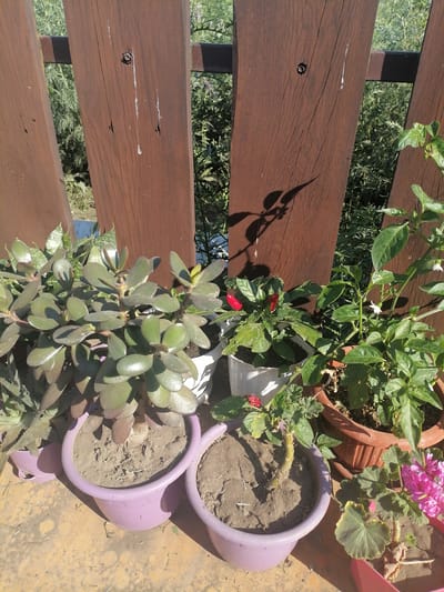 The image depicts a close-up view of several potted plants situated on a wooden surface, likely a deck or patio, with a wooden fence in the background. The fence is constructed of vertical, weathered wooden planks. In the foreground, various plants are visible. On the left, a large succulent plant with thick, fleshy green leaves is housed in a lavender-colored pot. To its right, a smaller plant in a white pot features red chili peppers. Another plant, also in a terra cotta pot, has green leaves and small white flowers. In the lower right corner, a plant with pink flowers, possibly a geranium, is in a pink pot. The ground surface is a textured, light brown material. The environment appears to be outdoors, bathed in sunlight, casting shadows from the plants and fence onto the ground and fence. The general setting suggests a residential outdoor space.