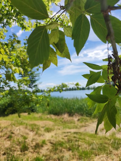 The image shows a close-up of green leaves on a tree branch, with a blurred background of a body of water and grassy shoreline, under a partly cloudy blue sky. The scene is outdoors, likely in a natural setting. The location in Квасоўскі сельскі Савет, Belarus is not discernable from the image itself. There are no people or specific objects that indicate a particular urban environment.