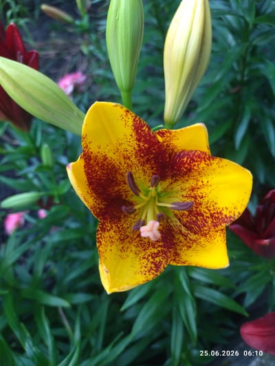 This is a close-up, eye-level, outdoor photograph of a yellow lily with deep red speckles, in Zavodske, Ukraine. The flower is in full bloom and is the primary subject, positioned slightly off-center to the right. The petals are vibrant yellow, generously dusted with dark red spots that create a speckled pattern. The stamen and pistil are visible in the center of the flower, with purple anthers and a light pink stigma.
Around the main flower, there are several lily buds in various stages of development. Two large, pale green buds are prominent in the upper left and upper right of the frame, appearing to be nearing bloom. A darker red lily petal is visible in the bottom right corner, partially out of focus. The background consists of lush, dark green foliage, providing a rich contrast to the bright yellow and red of the lily. There are also hints of other blurred flowers, possibly pink, in the background. The overall lighting suggests it is daytime, with soft shadows. The image includes a timestamp in the bottom right corner reading "25.06.2026 06:10". No people or animals are present.