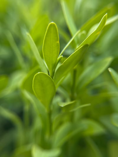 A close-up image shows bright green leaves. The leaves appear to be small and oval-shaped. The background is soft and out of focus, also consisting of green foliage. Specific information about the location in Popasne, Ukraine, or the presence of people or objects beyond the foliage, is not determinable from the provided image.