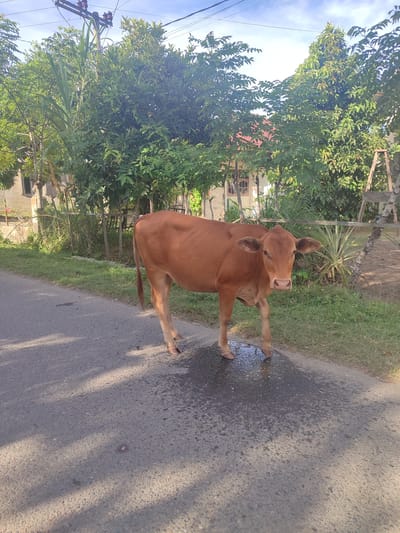 A brown cow stands on a wet asphalt road in Cotglumpang, Indonesia. The cow is facing the viewer, with its head slightly tilted. It is a clear day with a blue sky and some clouds. Trees and a house are visible in the background. The cow's legs are wet from standing in a puddle of water on the road. The image appears to have been taken during daylight hours, possibly in the late afternoon, given the long shadows cast by the trees on the road.