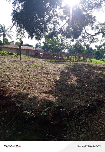 The image captures a sun-drenched outdoor scene in Sabon Sarki, Nigeria, on a clear day with bright sunlight filtering through lush green foliage, creating dappled light on the ground. In the foreground, a patch of tilled earth is sparsely covered with dried grass and a few small green shoots, suggesting recent cultivation or natural regrowth. A single tree stands centrally in the middle ground, its trunk dark against the lighter soil.

Behind the tilled area, a rustic, traditional-looking dwelling is visible, constructed with earth walls and a corrugated metal roof. To the right of the house, a simple wooden fence encloses a yard or garden area. Further to the right, a person, appearing to be wearing a dark red garment, is engaged in an activity within the fenced area, possibly tending to crops or performing a household chore.

The background is dominated by dense green trees and vegetation, typical of a rural or semi-rural environment. A prominent palm tree is visible to the far left, adding to the tropical or subtropical atmosphere. The overall impression is one of a simple, rural homestead bathed in the warmth of the Nigerian sun. The bottom of the image displays camera information: "CAMON 20" with a red dot and "24mm f/1.7 1/443s ISO51".