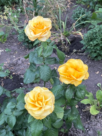 A top-down view captures three yellow roses in various stages of bloom, nestled amongst lush green foliage and dark soil. The roses are the primary subjects, with their layered petals and vibrant yellow hue drawing the viewer's attention. Surrounding them are numerous dark green leaves, some appearing glossy and others matte, interspersed with stems and twigs. The soil beneath is dark and appears to be dry, with small pebbles and scattered debris visible. In the background, out-of-focus greenery suggests other plants or bushes in a garden setting. The lighting appears to be natural daylight, casting subtle shadows on the petals and leaves, hinting at a bright but possibly overcast day. There are no people or animals present, and no text is visible in the image. The scene evokes a sense of natural beauty and tranquility, typical of a garden. The location context of Seredivka, Ukraine, places this scene within a rural or semi-rural Ukrainian landscape.