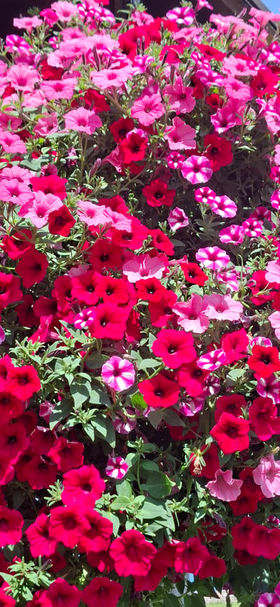 This is a vertical, medium shot of a dense display of petunias in various shades of pink and red, with some striped white and pink varieties interspersed. The flowers are in full bloom and create a vibrant, textured carpet of color. Green leaves are visible throughout the arrangement, providing a contrast to the bright petals. The lighting suggests it is daytime, with some shadows indicating the direction of the sun. There is no information in the image that allows for the determination of its location in Panga, Estonia, or any other specific place. The scene depicts a natural, horticultural arrangement.