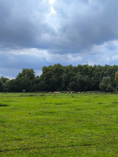 The scene, located in Wolfisheim, France, depicts an open, vibrant green grass field under a sky dominated by grey and white clouds. Approximately six to seven light-colored bovines are visible in the midground, distributed along a horizontal fence line of multiple strands. A small, dark, shed-like structure is present to the left of center, behind this fence. Two small, dark birds are situated on the grass in the lower-midground. A dense line of dark green deciduous trees forms the background horizon.