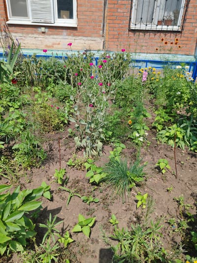 The image depicts a garden bed in front of a brick building with two windows. The garden is filled with a variety of flowers and greenery. Several pink flowers are prominent in the center and right side of the image. To the left, there are tall, dark red flowers and broad green leaves. Further back, white and yellow flowers are visible, along with a single orange flower. The ground is mostly bare soil with some patches of smaller plants and weeds. A thin, dark brown stake is planted in the soil near the center. The building has orange brickwork and the windows have white frames and blinds on the left one, and a metal grate on the right one. The scene suggests a sunny day, possibly in the late morning or early afternoon, given the strong shadows cast by the plants. The location is identified as Loris, Russia. There is no visible text in the image.