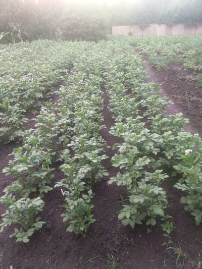 This is a medium-angle shot of a potato field on a foggy morning. The field is arranged in neat rows, with the potato plants exhibiting healthy green foliage and some bearing small white flowers. The soil appears dark and tilled. In the background, a wooden fence encloses the property, and beyond that, dense trees and vegetation are visible, partially obscured by the fog. The overall atmosphere is serene and rural, suggesting a quiet agricultural setting.