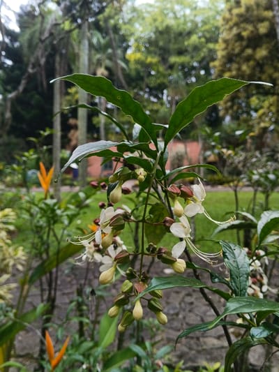 The image presents a close-up of a flowering plant in a garden environment located in Trairão, Brazil. The central subject is a plant displaying dark green, elongated leaves with undulating margins. Numerous white, trumpet-shaped flowers, each featuring prominent, elongated white stamens, are visible in clusters. Alongside the open flowers, multiple pale green, tear-drop shaped buds and developing seed pods, some partially encased by reddish-brown calyces, are present on the same plant. To the left of the main plant, a partial view of another plant with bright orange, upright, bird-of-paradise-like inflorescences is discernible. The ground beneath the immediate flora consists of irregular grey stone paving. The background is out of focus, revealing a dense, verdant landscape characterized by various trees, including tall palm-like structures. A reddish-brown building with a dark, rectangular opening is visible in the mid-left background, with a faint, blurred human figure discernible near it.
