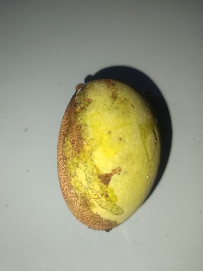 A single, unripe mango rests on a gray, textured surface. The mango is oval-shaped and predominantly pale green with patches of brown, some of which appear to be blemishes or ripening spots. A small, dark stem is visible at the top left of the fruit. The lighting casts a soft shadow to the right of the mango. The background is a plain, gray, out-of-focus surface. There are no people present, and no specific location is discernible from the image itself.