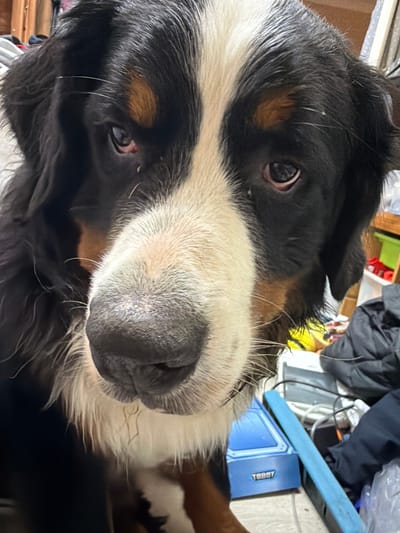 A close-up, head-on shot features a Bernese Mountain Dog indoors. The dog's fur exhibits its characteristic tri-color pattern: black, white, and tan. Its large, dark nose is prominent, with some white and tan fur around its muzzle. The dog's eyes, one partially obscured by fur, appear dark and alert. The background is cluttered with various objects, including what appear to be bags, wires, and a blue electronic device. The lighting is dim, casting shadows and giving the image a somewhat moody feel. The location is stated to be in the city of Чёрная, Russia.