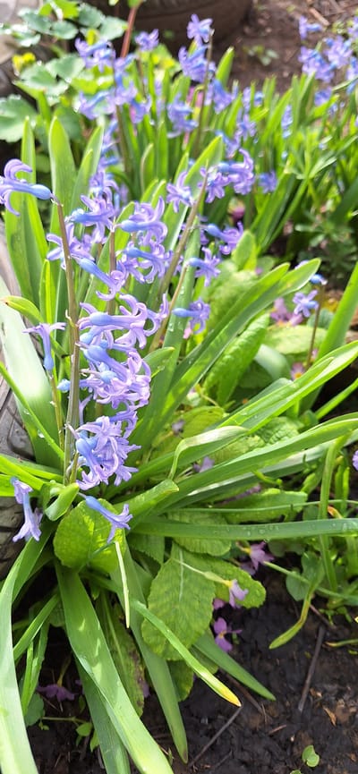 The image displays a close-up, ground-level view of a cluster of blooming light purple hyacinths (Hyacinthus orientalis) in an outdoor garden setting in Letnitsa, Bulgaria. Multiple flower stalks with numerous bell-shaped florets are prominent, alongside vibrant green, strap-like leaves. Small water droplets are visible on the petals and foliage, indicating recent moisture. In the foreground and background, additional green leaves of various plants are present, with some small, scattered purplish flowers visible among the lower foliage and on the dark, moist soil. A dark, indistinct object, possibly a weathered container edge, is partially visible on the left side of the frame. No individuals or specific actions are depicted.