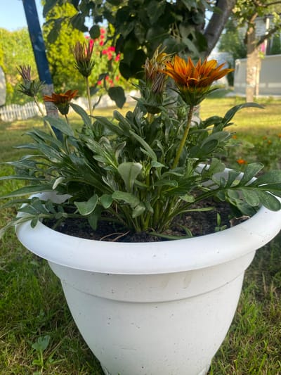 This is a close-up, vertically oriented, outdoor photograph of a white planter filled with plants. The planter is large and has a tiered, rounded design. It sits on green grass. The plants within the planter are primarily green and leafy, with some orange flowers in various stages of bloom. One flower in the foreground is fully open and vibrantly orange with dark red markings. Other flowers are closed buds or partially bloomed. The background is blurred, showing more greenery, a white picket fence, and what appears to be a building or structure in the distance. The lighting suggests it is daytime, possibly late afternoon given the angle of the light. The overall scene depicts a garden setting in Belarus, specifically the Znamenski Rural Council. There is no visible text in the image.