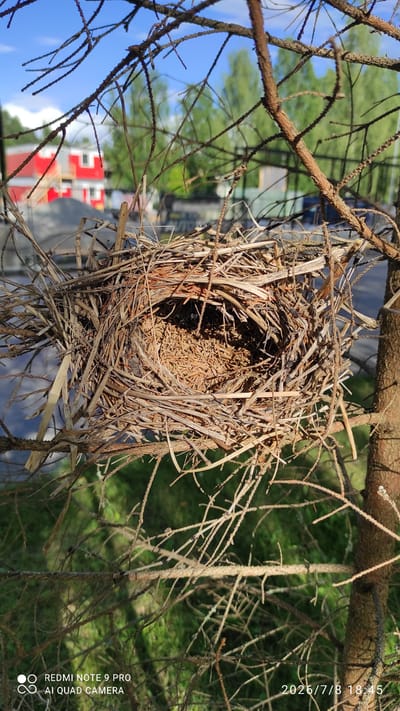 A bird's nest is the central subject of this media file, intricately woven from dry twigs and grass. It is positioned on a tree branch, with other bare branches extending around it. The background is blurred, showing greenery and a bright blue sky. In the lower left portion of the image, a red and white building is visible, possibly a house or a barn. A road is also discernible in the background. The scene appears to be outdoors during the daytime, with natural light illuminating the nest and its surroundings. The weather seems pleasant, as suggested by the clear blue sky. The image was taken in Iisalmi, Finland. Visible text on the image reads: "2026/7/8 18:45", "REDMI NOTE 9 PRO", and "AI QUAD CAMERA".