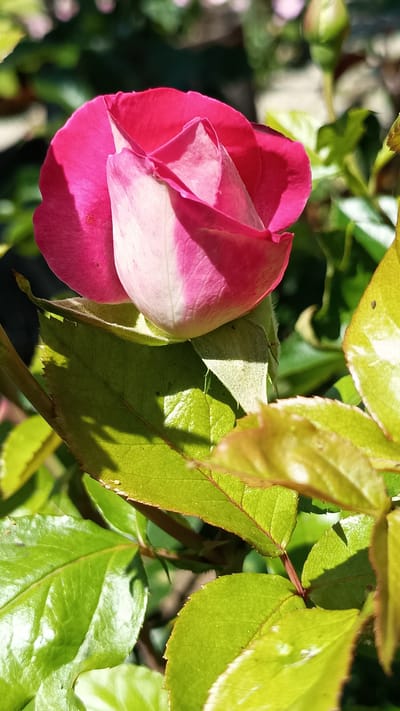 A close-up, eye-level, vertical shot shows a partially opened pink rosebud with creamy white edges, set against a backdrop of vibrant green leaves and hints of other rosebuds and foliage. The rose is the dominant subject, with its velvety petals gracefully unfurling, catching the sunlight and casting shadows. The leaves, some in sharp focus and others softly blurred, display a rich green hue, with visible veins and serrated edges. The scene is outdoors, in what appears to be a garden setting, bathed in natural light. The location is specified as Stefan Karadzhovo, Bulgaria.