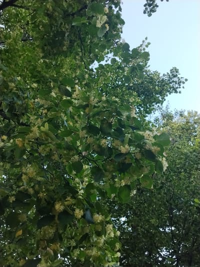 This media file captures a close-up view of the branches of a linden tree in bloom, set against a bright, clear sky. The focus is on the dense foliage, composed of heart-shaped green leaves, interspersed with clusters of small, pale yellow flowers. The blooms have a delicate, almost fluffy appearance. The branches are a dark brown, and some are bare, revealing the structure of the tree.

The perspective is looking upwards, suggesting the viewer is standing beneath the tree. The lighting indicates it is daytime, likely late morning or early afternoon, given the bright sky. There are no people or animals visible in the frame. The overall impression is one of natural beauty and the peak of summer foliage. The location context of Mikhailovka, Russia, implies this scene is typical of a Russian summer landscape. The image evokes a sense of tranquility and the abundance of nature. No text is visible in the media file.