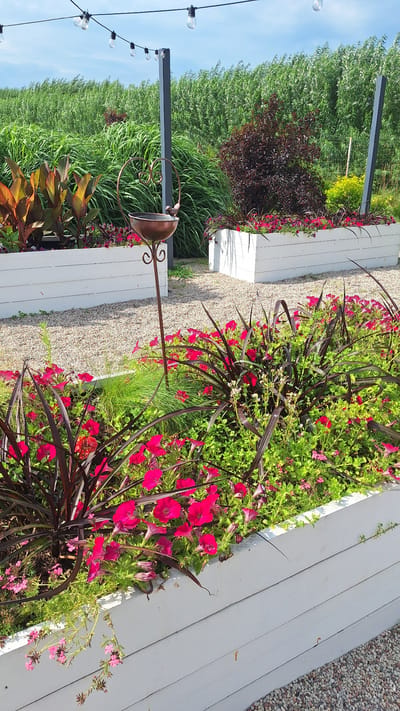 In Flokši, Latvia, an outdoor scene features elevated white wooden planters filled with lush vegetation. The planters are positioned on a gravel surface. The foreground planter showcases a dense arrangement of vibrant pink petunias interspersed with dark, spiky foliage and delicate green ground cover. A decorative copper bird feeder with intricate scrollwork stands in the center, rising from the gravel. Behind the planters, tall, thin poles support a string of clear Edison bulbs, casting a soft light. In the middle ground, another white planter contains a mix of plants, including the broad, colorful leaves of what appear to be Canna lilies and a dark, bushy shrub. A dense wall of tall, green reeds or grasses forms the backdrop, reaching towards a bright, partly cloudy blue sky. The overall impression is one of a well-maintained garden or outdoor seating area.