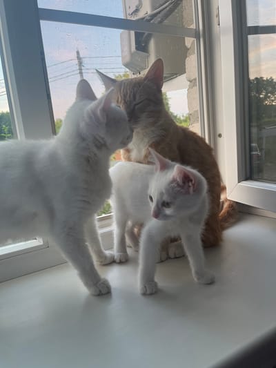 A mother cat, predominantly orange with white markings, is positioned behind two white kittens on a windowsill. The mother cat is seen nuzzling one of the kittens. The kitten on the left is facing away from the camera, while the kitten on the right is looking towards the right of the frame. The background consists of a window with a screen, showing a blurred view of trees, sky, and a building. The scene takes place indoors, on a white windowsill. The location is specified as Dvubratskiy, Russia.
